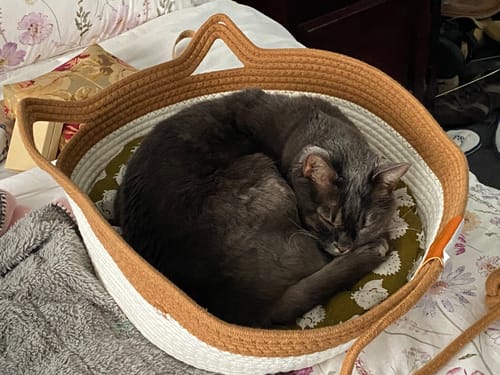 Customer photo review of Instinct Basket | Handwoven & Chemical-Free Cat Territory (Small is out of stock so we're price matching the Large Instinct Basket)