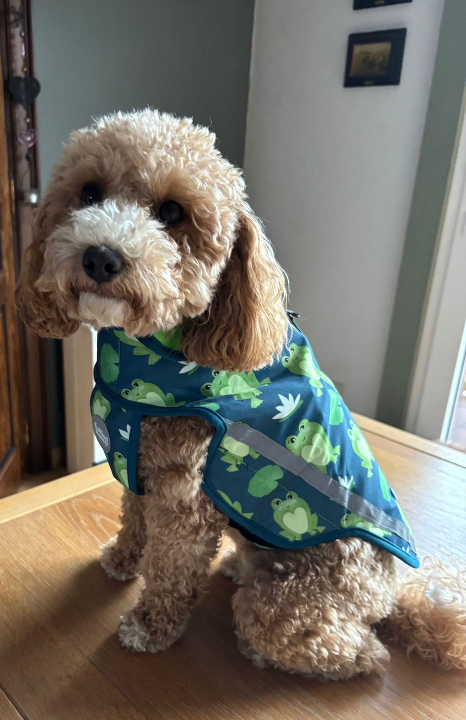 Customer photo review of Rain Jacket - Frogging Fabulous