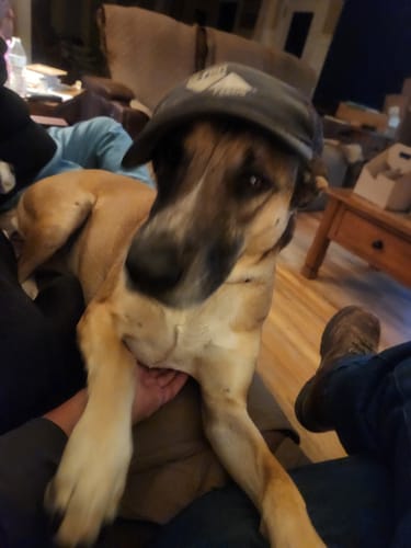 Customer photo review of 3' x 5' American Flag