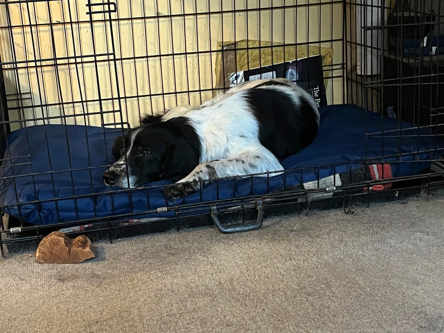 Customer photo review of Country Dog Heavy Duty Waterproof Duvet