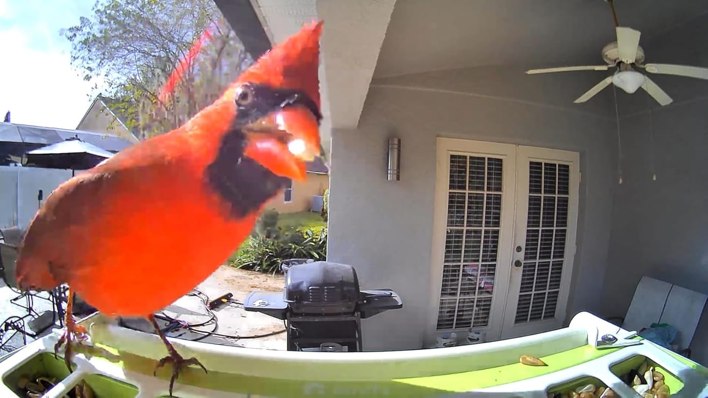 Customer photo review of Birdfy Feeder Metal - Smart Metal Feeder with Camera