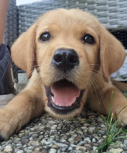 Customer photo review of Frischfutter für Energiebedarf von 1076 kCal/Tag