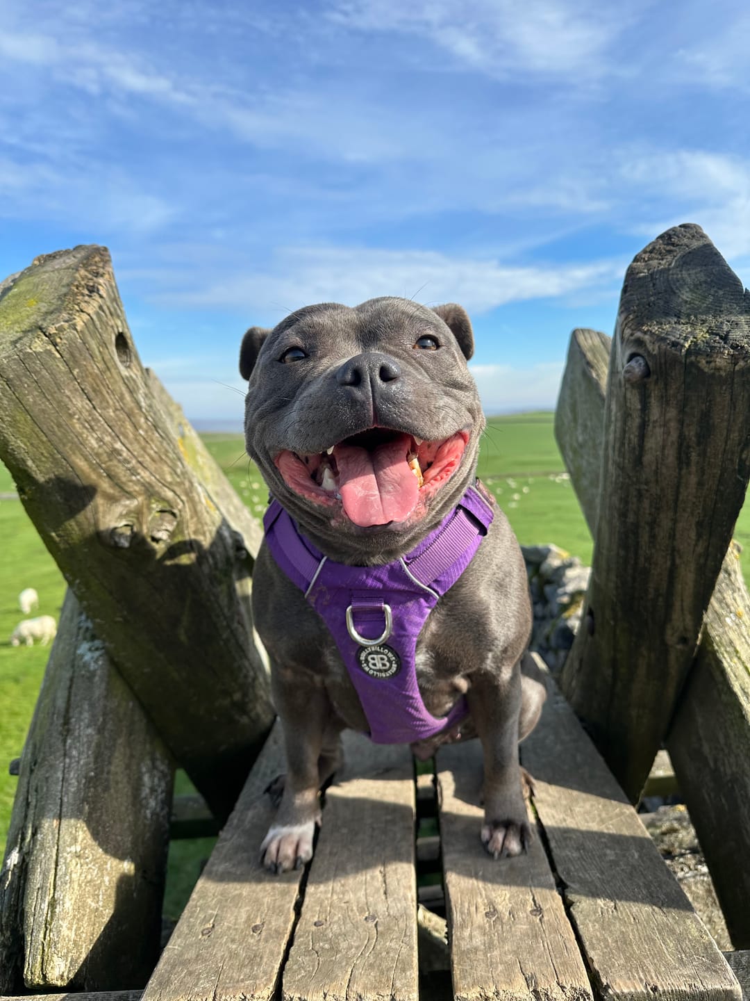 Customer photo review of Air Harness | Anti-Pull & With Handle - Purple