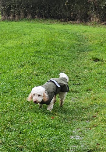 Customer photo review of 3-in-1 Dog Coat