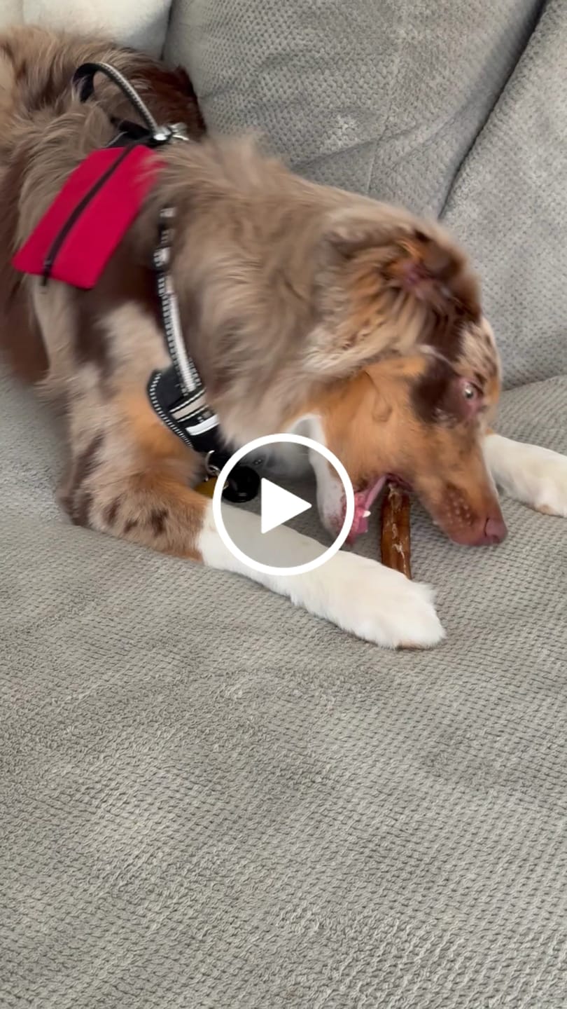 Customer video review of Beef Gullet Braid
