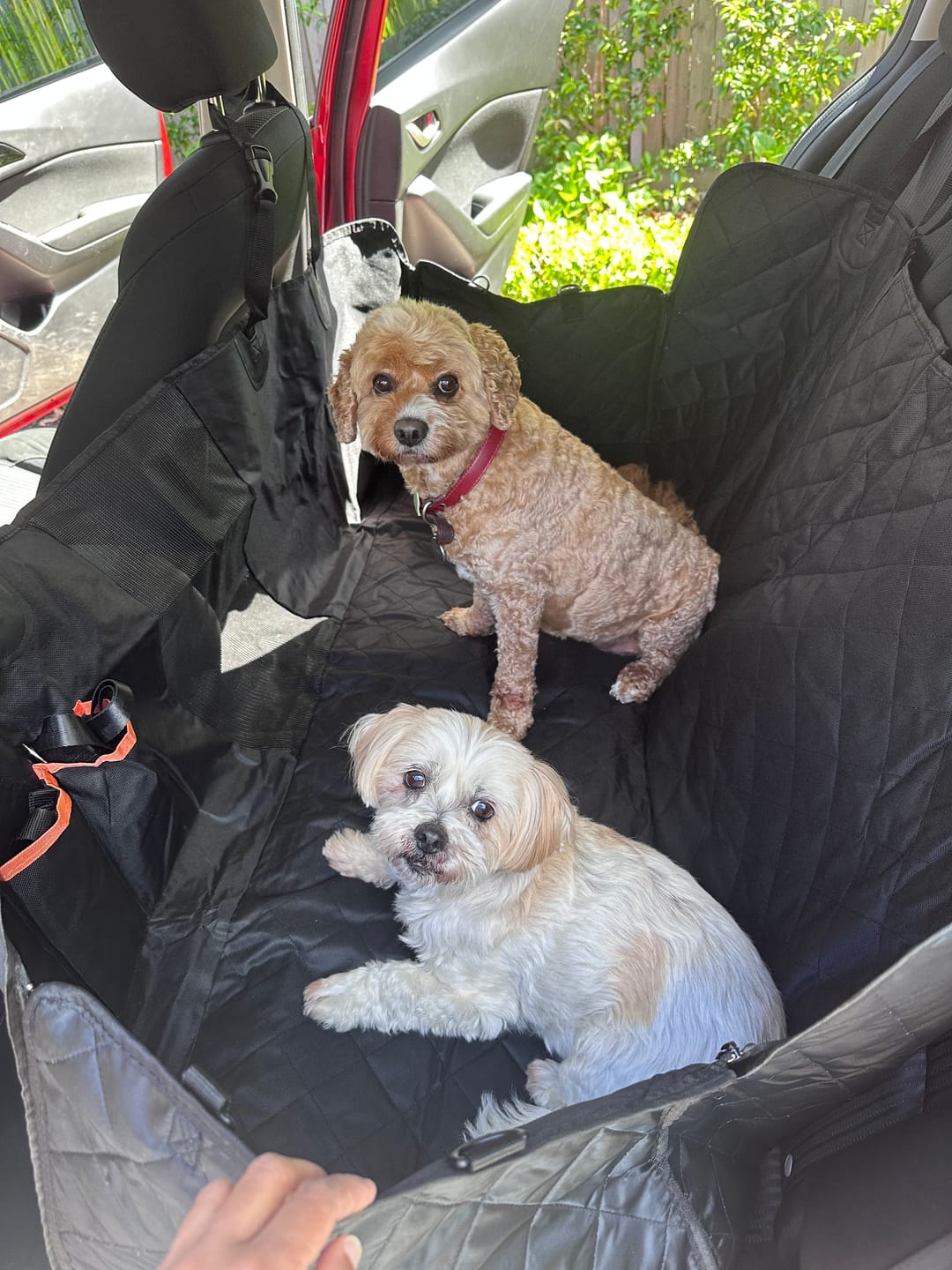 Customer photo review of Pet Back Seat Cover