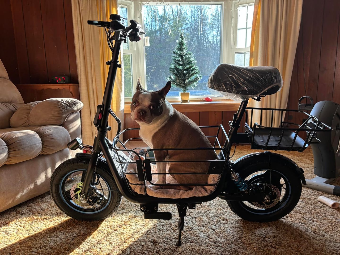 Customer photo review of Gyroor C1Plus Folding Electric Scooter with Seat-650W Motor, Large Storage & UL2272 Certified