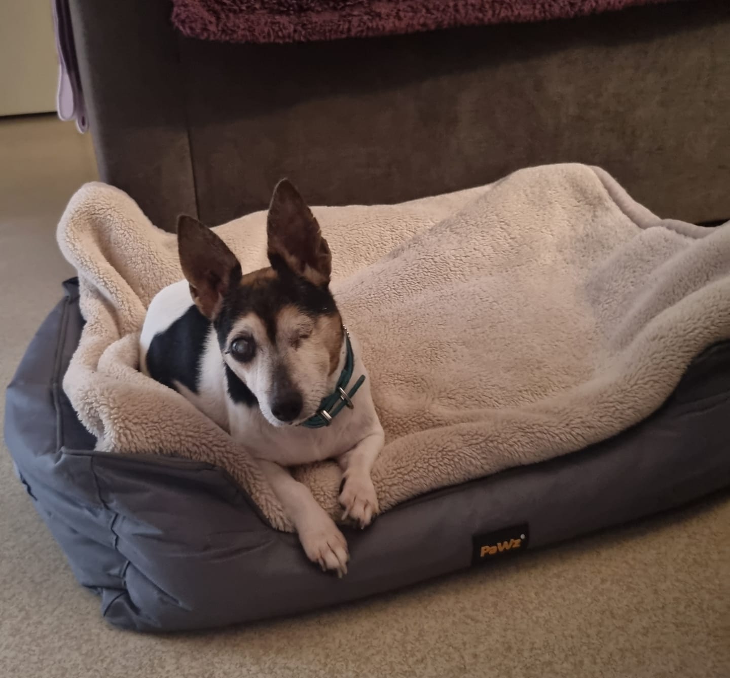 Customer photo review of Waterproof Dog Calming Sofa Bed – Orthopaedic, Washable