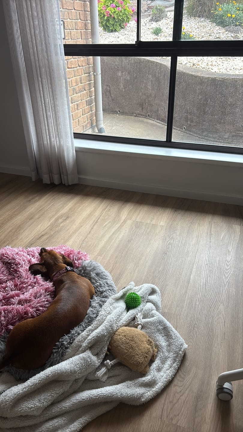 Customer photo review of Pet Calming Blanket