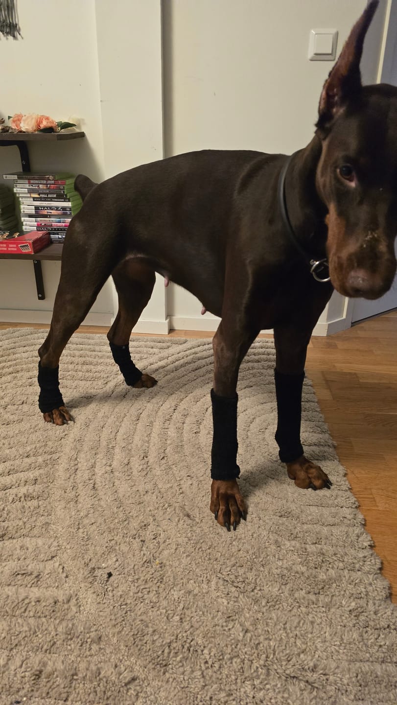 Customer photo review of Stretchy Fleece Dog Leg Warmer Sleeves
