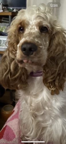 Customer photo review of Baby Fresh 2-in-1 Detangling Foam Comb for Dogs & Cats