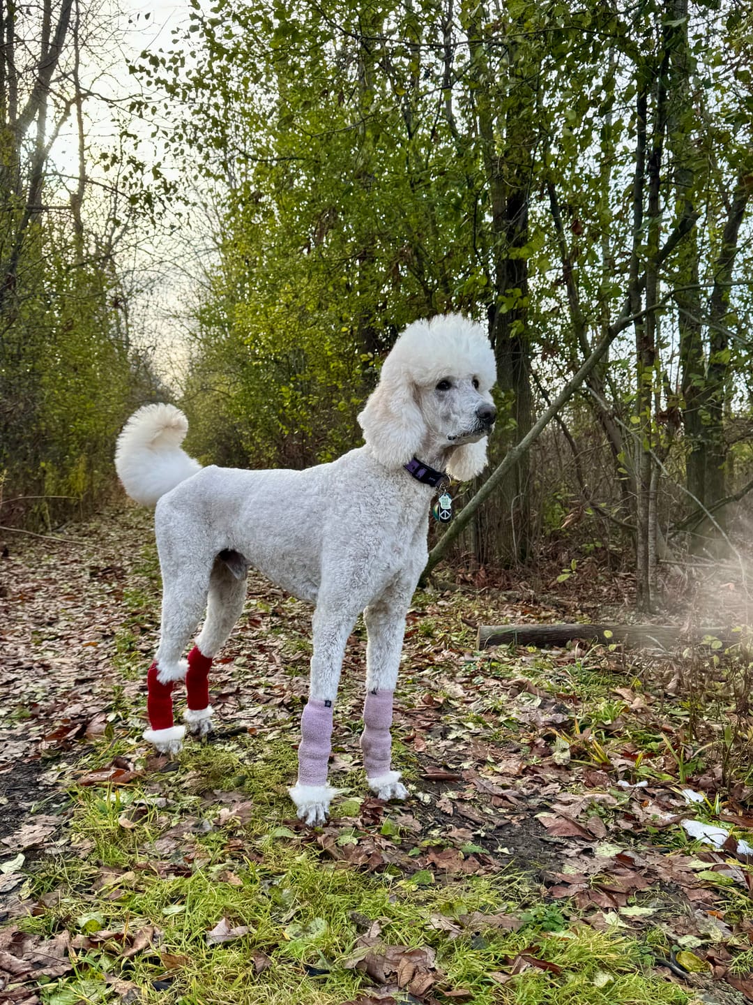 Customer photo review of Stretchy Fleece Dog Leg Warmer Sleeves - Red