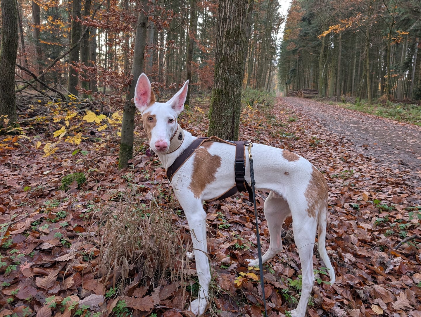 Customer photo review of Windhundgeschirr FUN "Toffee"