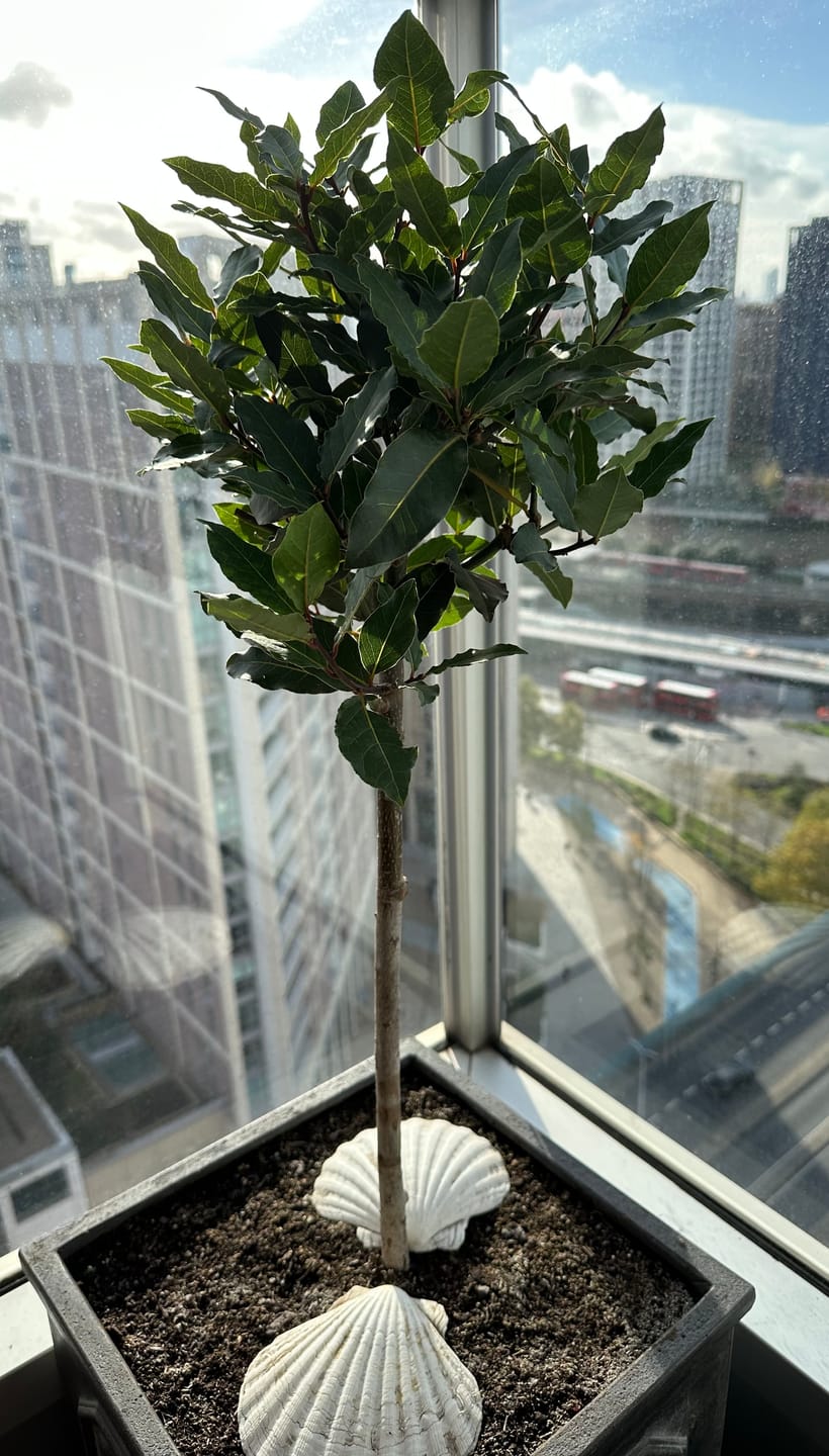 Customer photo review of Standard Bay Trees