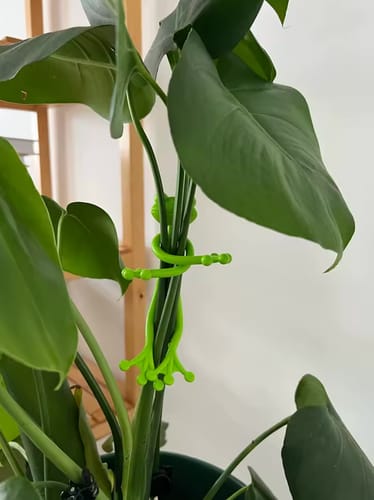 Customer photo review of Mamie-Frog® - Tuteur décoratif