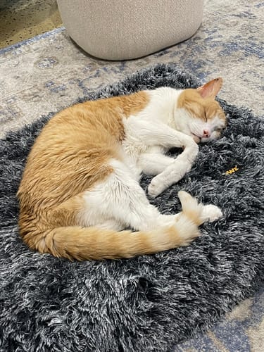 Customer photo review of Premium SuperMat Calming Bed