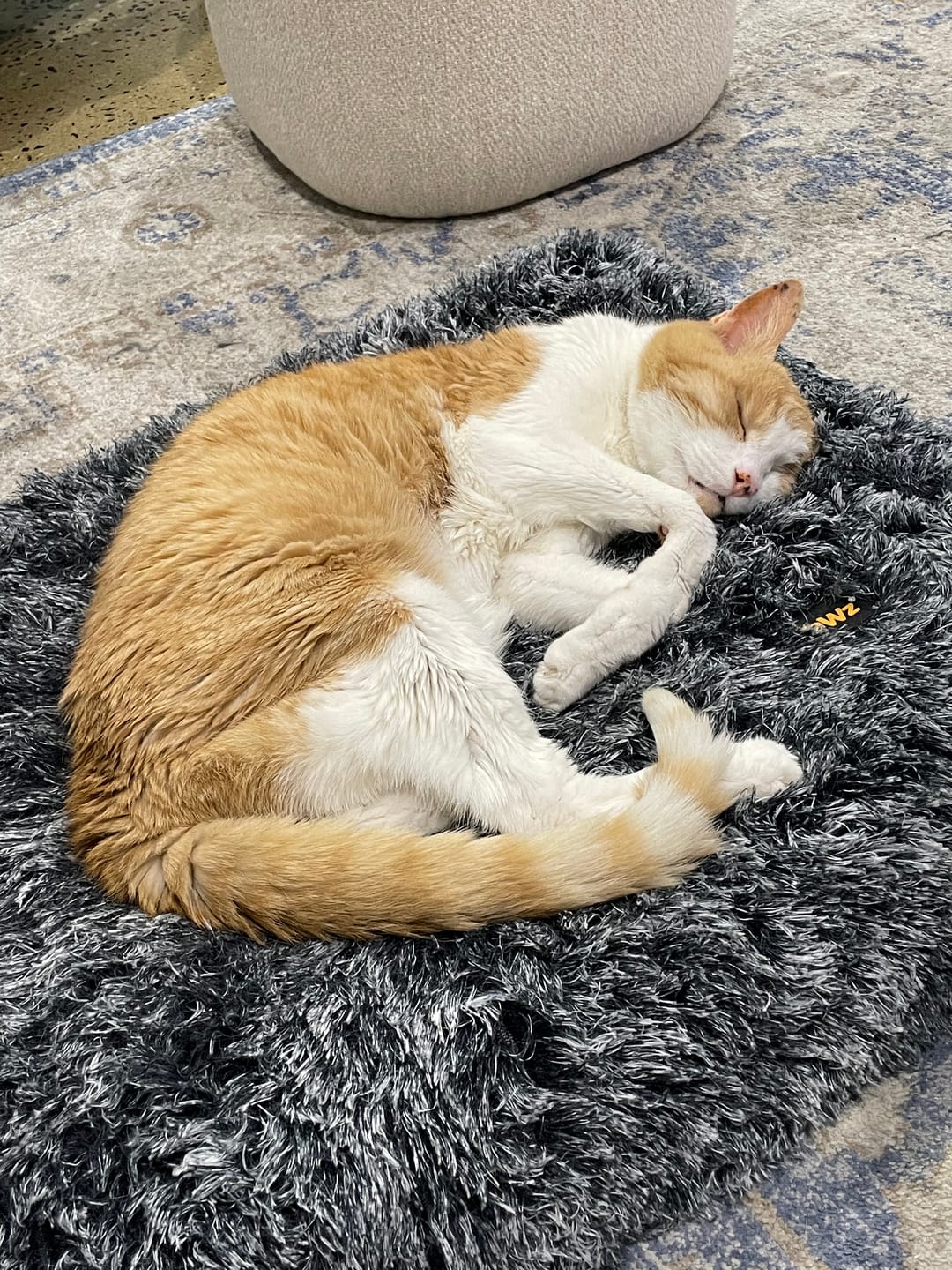 Customer photo review of Premium SuperMat Calming Bed