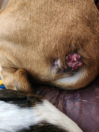 Customer photo review of Petsmont Buddy Guard Medium Dog