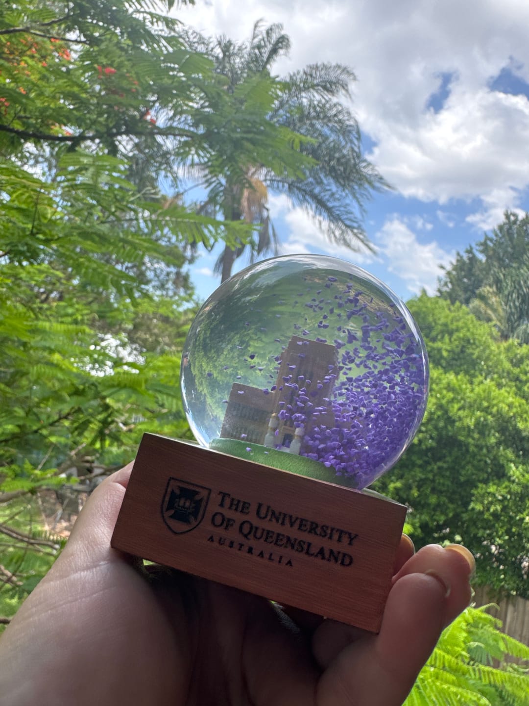 Customer photo review of UQ Jacaranda Globe