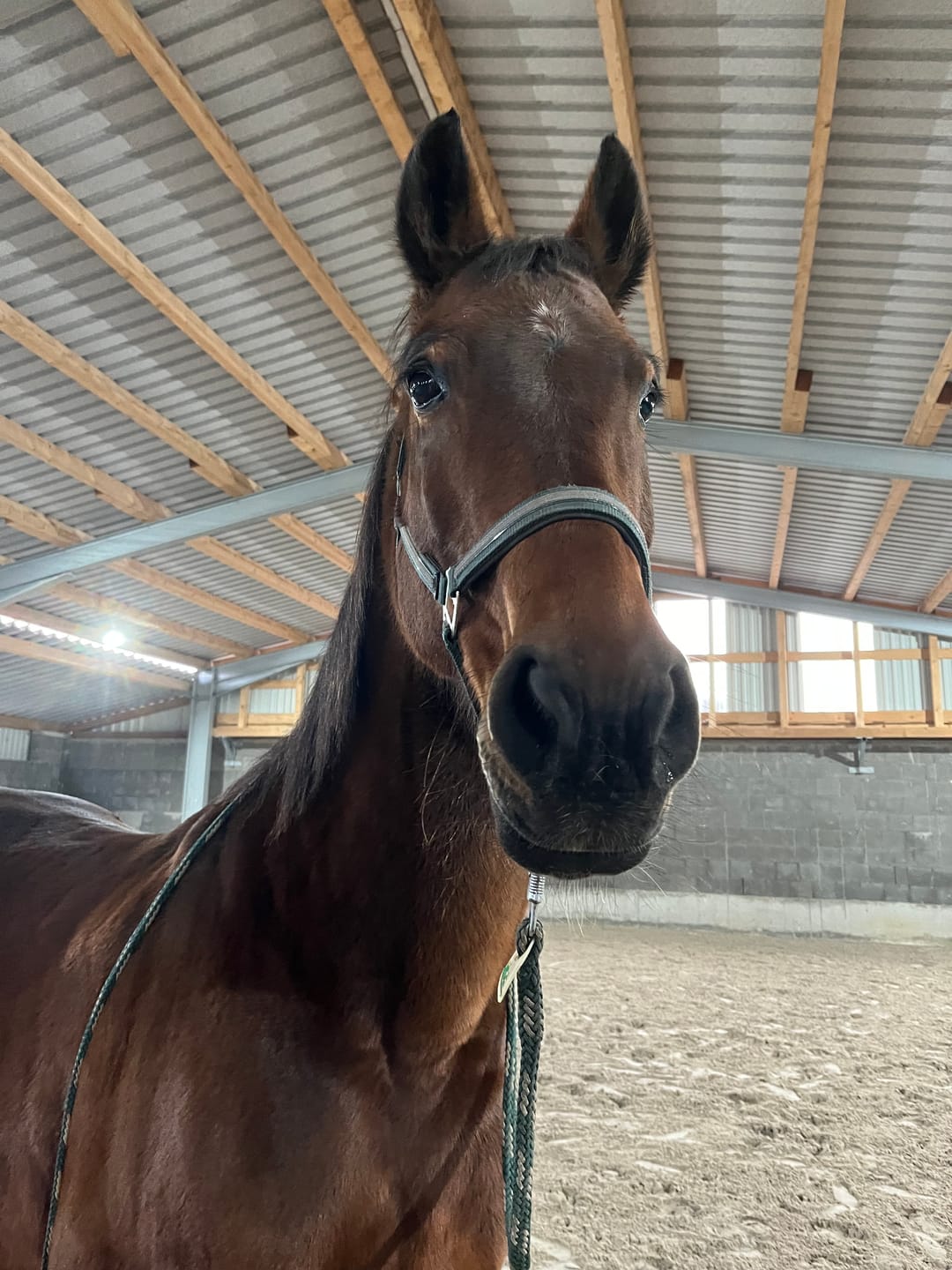 Customer photo review of Wurmtest Plus Pferd