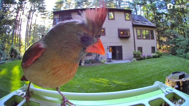Customer photo review of Birdfy Feeder Metal - Smart Metal Feeder with Camera