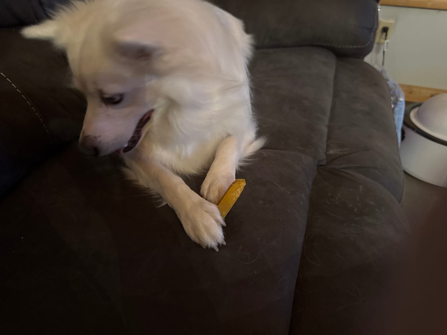 Customer photo review of 6-Inch Braided Bully Sticks