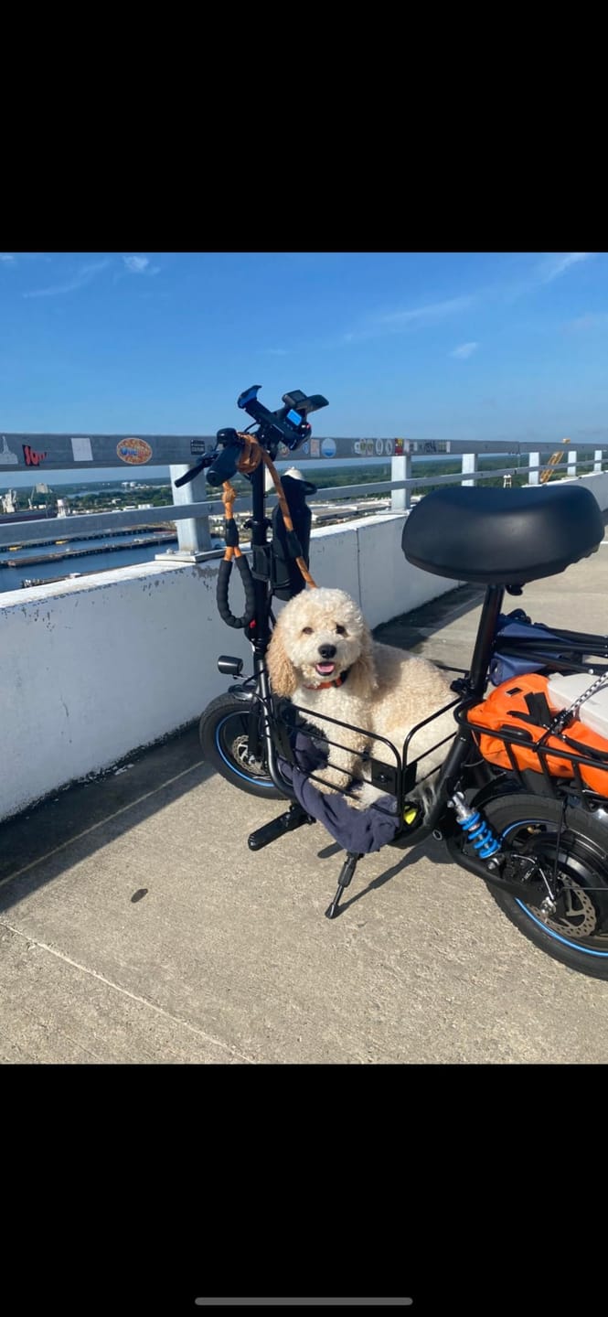 Customer photo review of Gyroor C1Plus Folding Electric Scooter with Seat-650W Motor, Large Storage & UL2272 Certified