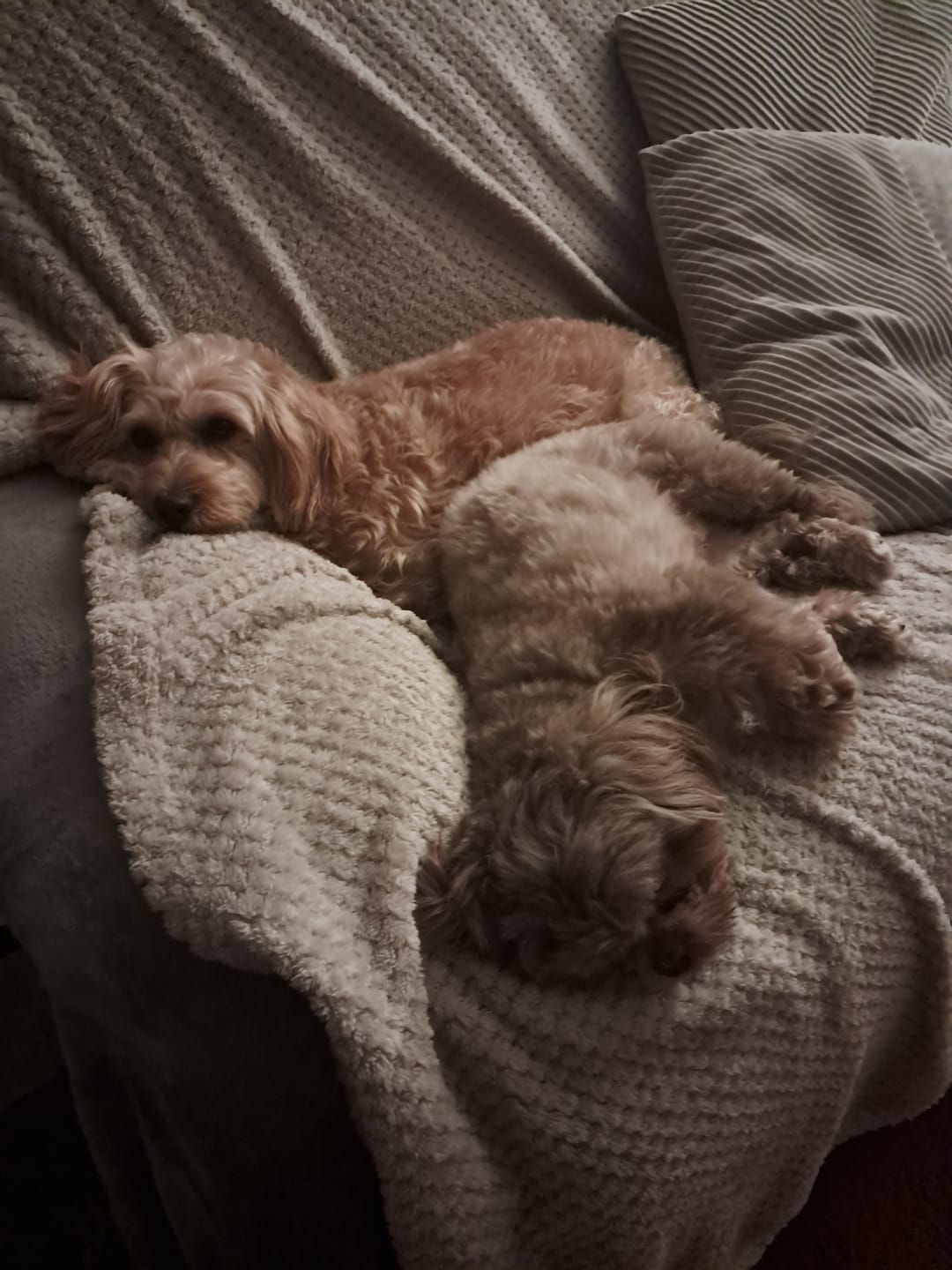 Customer photo review of Dog Duo Pack