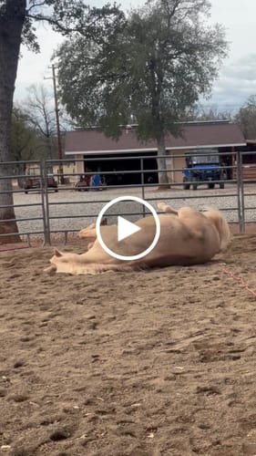 Customer video review of Osteo-MAX » up to 29% Off