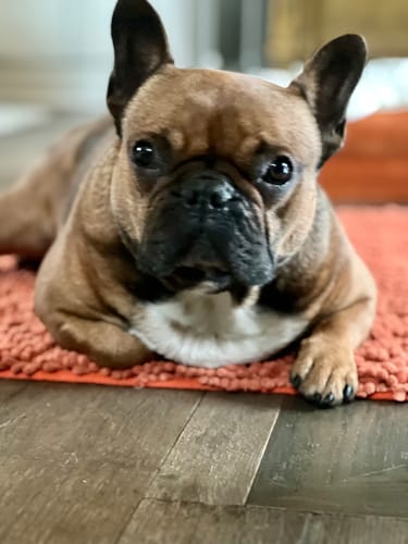 Customer photo review of Bestie Balance