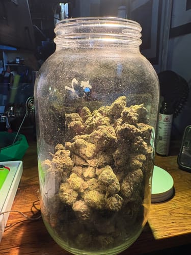 Customer photo review of Jack Herrer - Bulk - Sativa