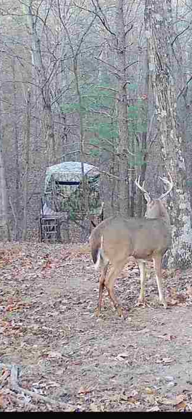 Customer photo review of VisFive360 See Through Ground Blind | 360° 5-Sided Pop Up Portable Deer Hunting Blind for 4-5 Person Hunters