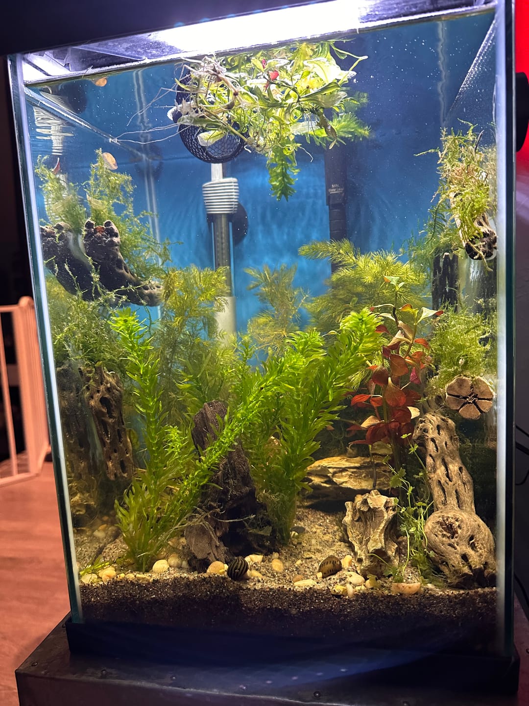 Customer photo review of Java Moss (Golf Ball Size)