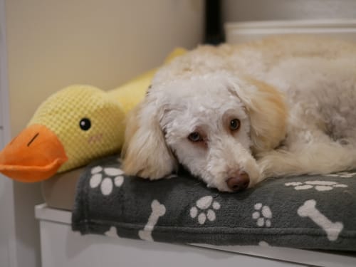 Angelika P. review of Anti-Stress-Ente - Der Bestseller image 1 out of 2