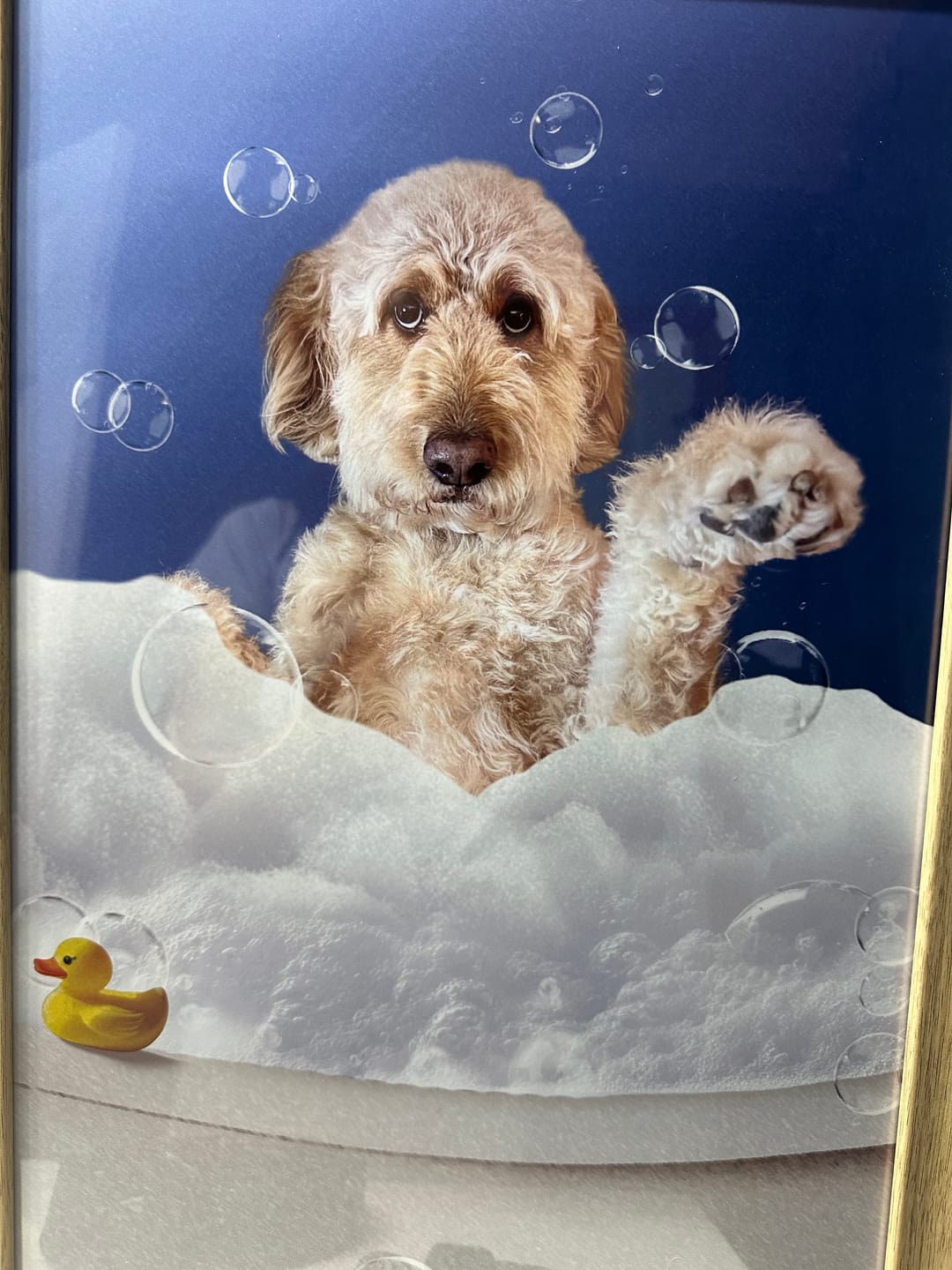Customer photo review of Fun in the tub - Personalized Poster