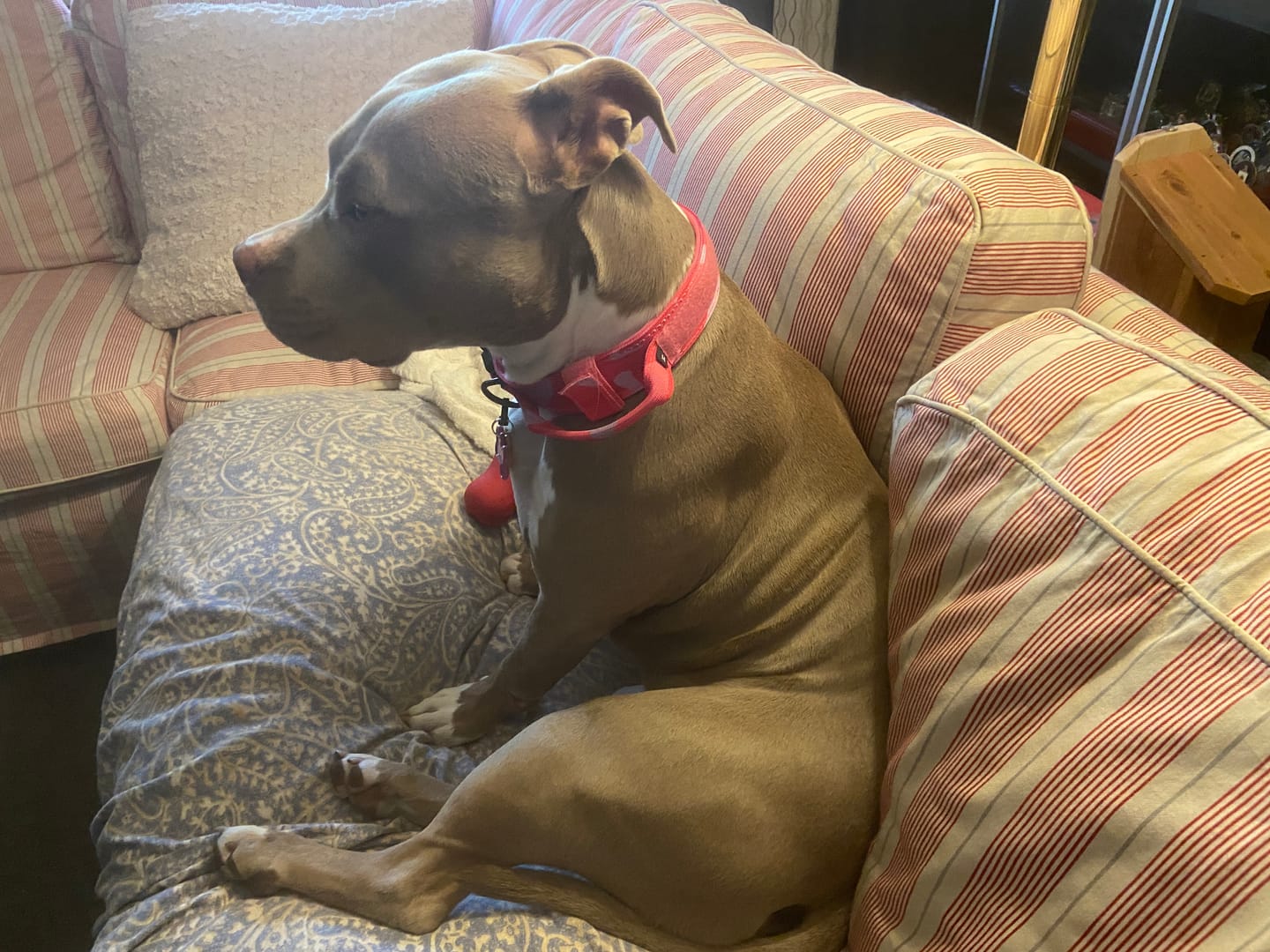 Customer photo review of Metal-Buckle Tactical K9 Dog Collar With Hook & Loop Panel & Top Handle