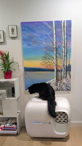 Customer photo review of Self-Cleaning Litter Box
