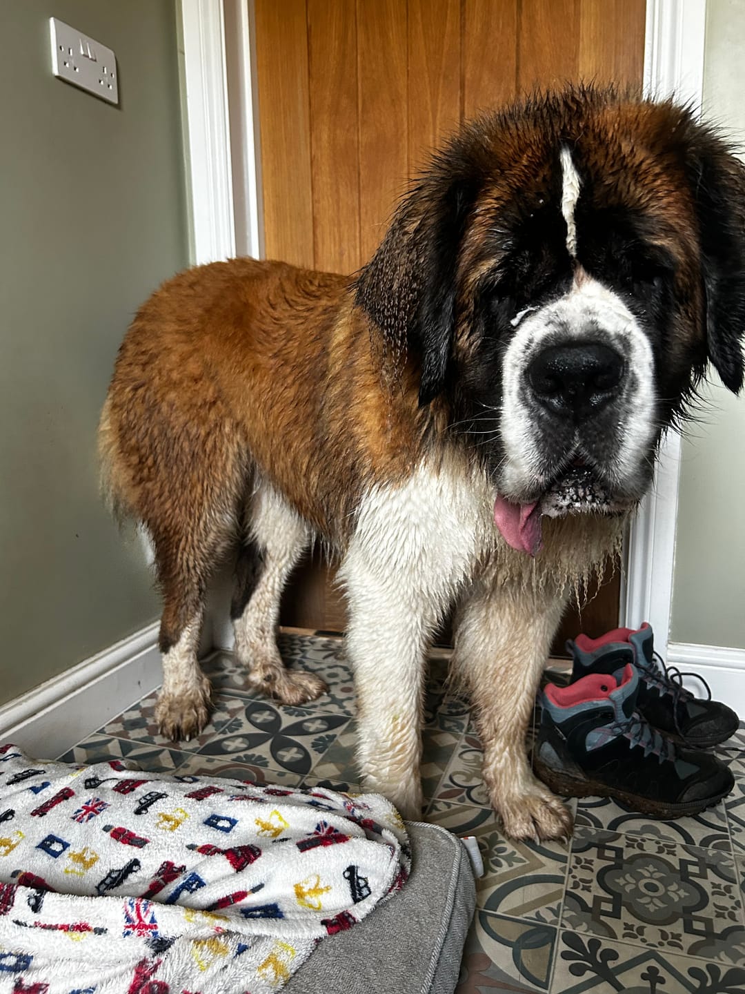 Customer photo review of Luxury Dog Drying Bag