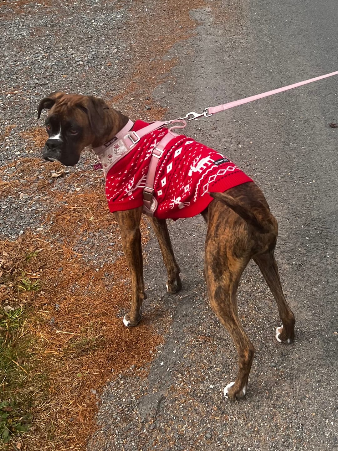 Customer photo review of Knit Christmas Dog Sweater - Dasher Red
