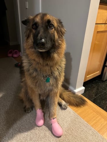 Customer photo review of WagWellies® by wagwear