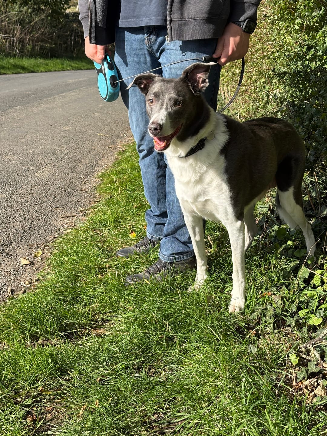 Customer photo review of Total Urinary Care Supplement For Dogs