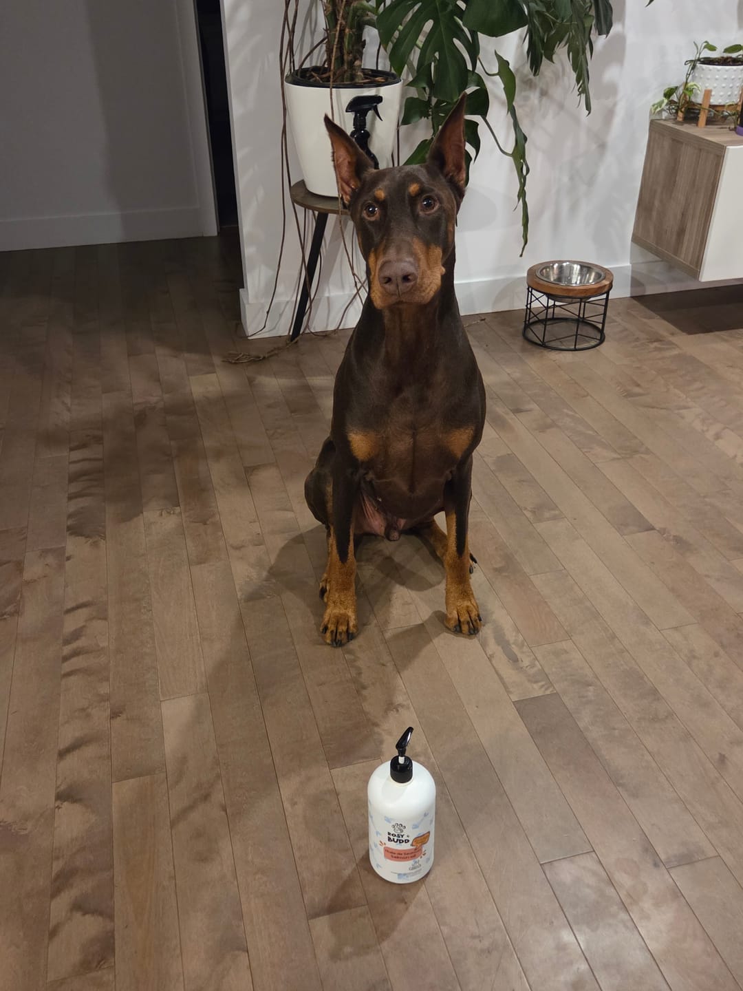 Customer photo review of Rosy & Budd - Huile de Saumon SALM+ 947 ml pour animaux