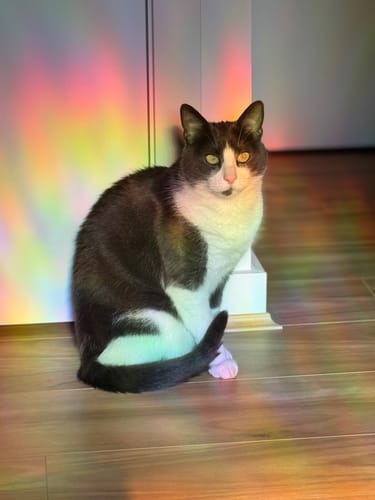 Customer photo review of 1 Month Supply – 1 Cat