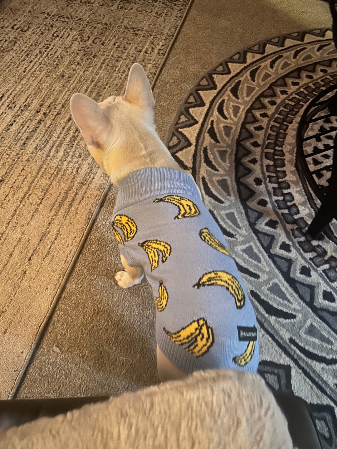 Customer photo review of Banana Knit Dog Sweater