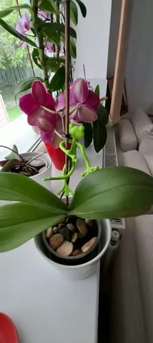 Customer photo review of Mamie-Frog® - Tuteur décoratif