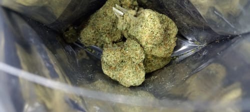 Customer photo review of Acapulco Gold THCA Flower