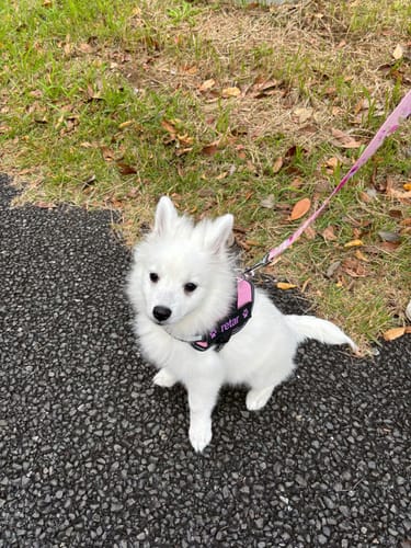 Customer photo review of FunFunPet 高機能ハーネス（お名前タグ作成サービス付き）