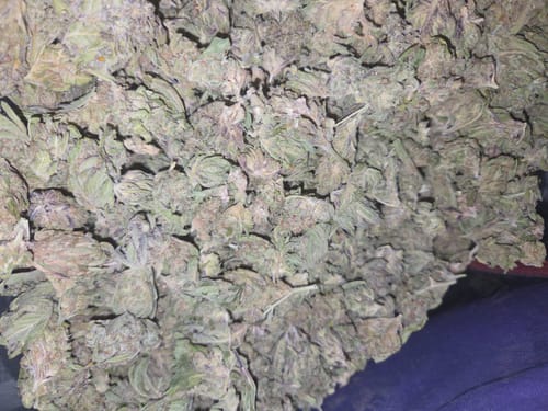 Shania Webb W. review of Shipping Protection by Route image 1 out of 1