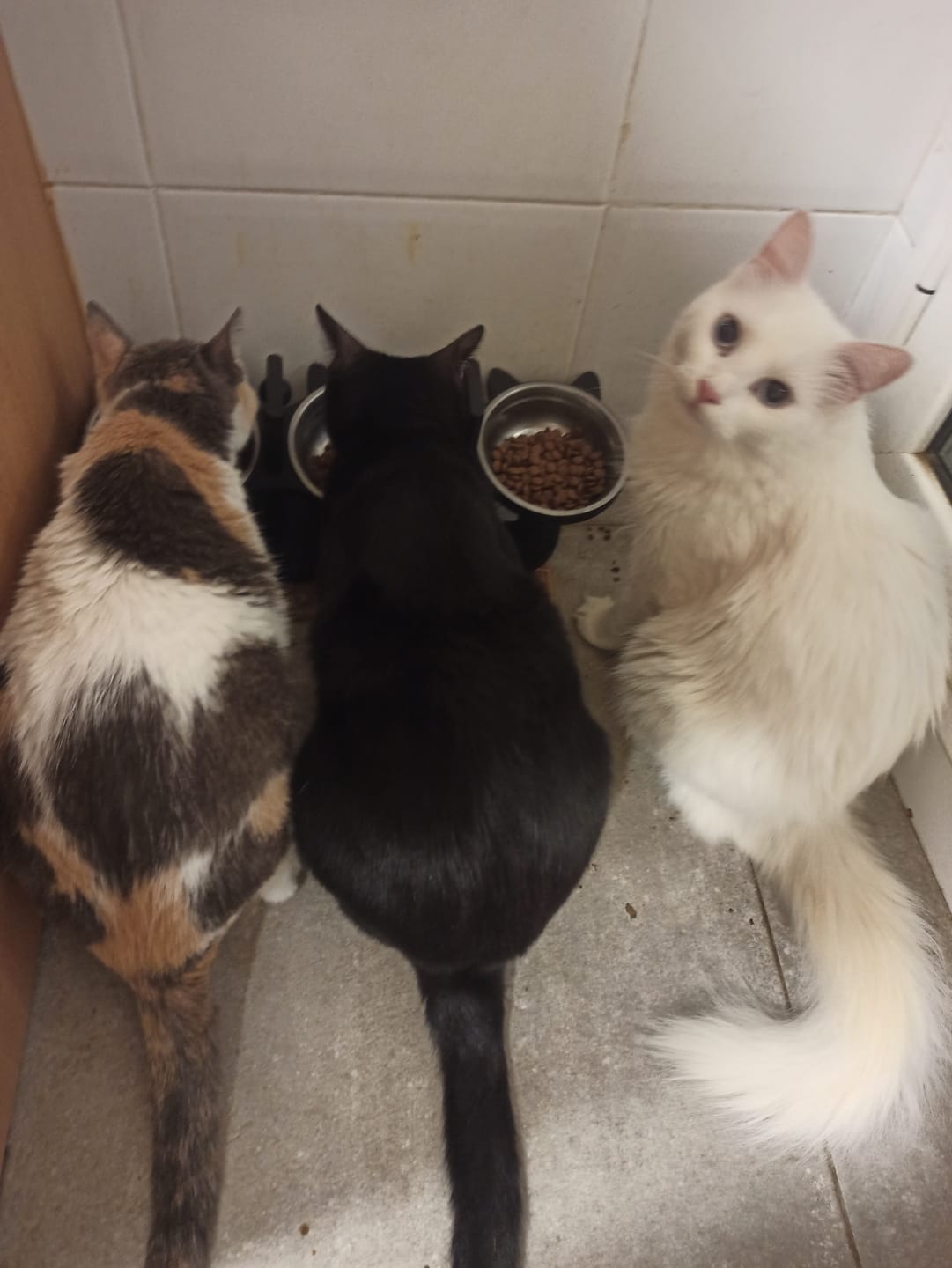 Customer photo review of Grain Free Cat Sterilized
