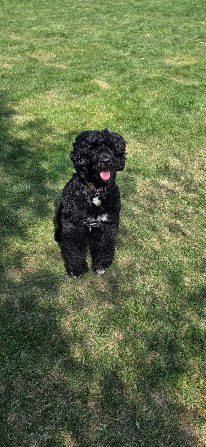Customer photo review of Himalayan Yak Chew (EXTRA LARGE)